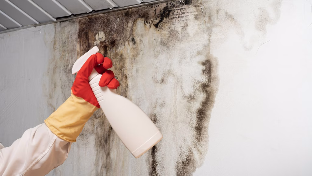 mould removal singapore