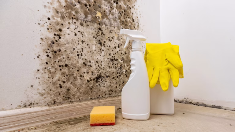 Singapore Mould Removal & Prevention Guide