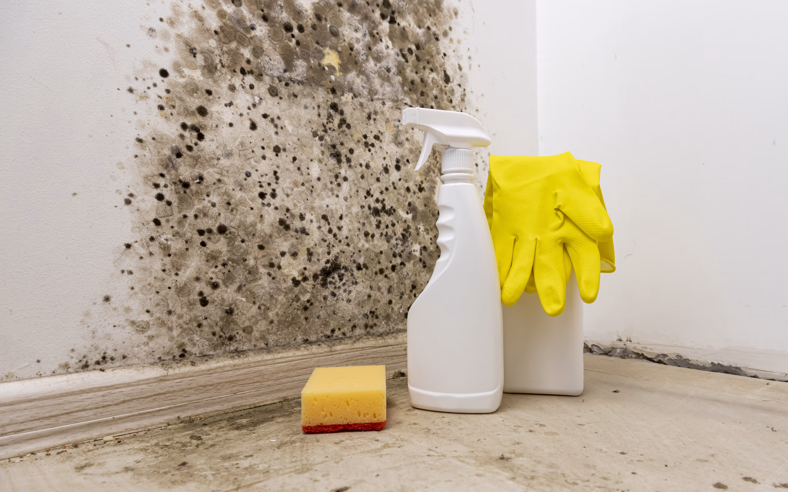 Removal of mold from the wall. Detergents for removal of fungus at home. Preparation for mold removal.